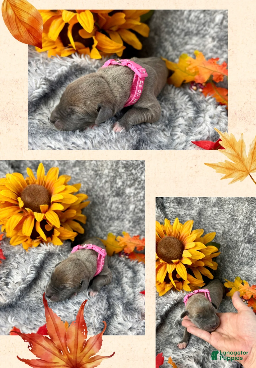 Great Dane dogs for sale: Blue Fawn (Heavy Euro) - Ad 15