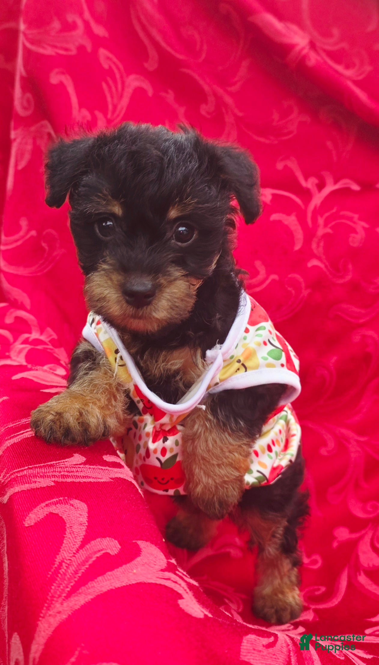 Yorkshire Terrier dogs Fluffy - Ad 1