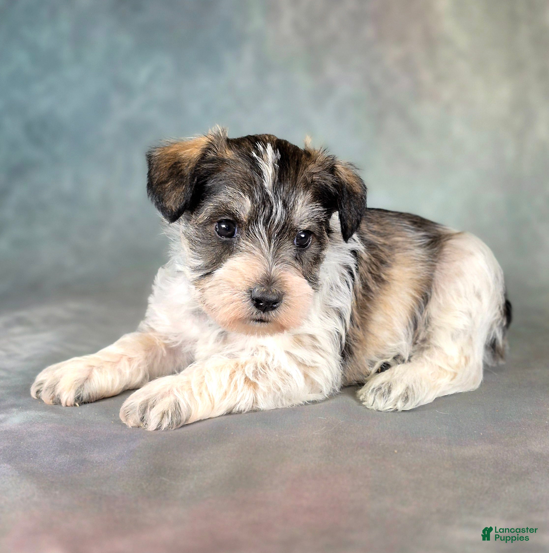 Miniature Schnauzer dogs for sale: Patch - Ad 1