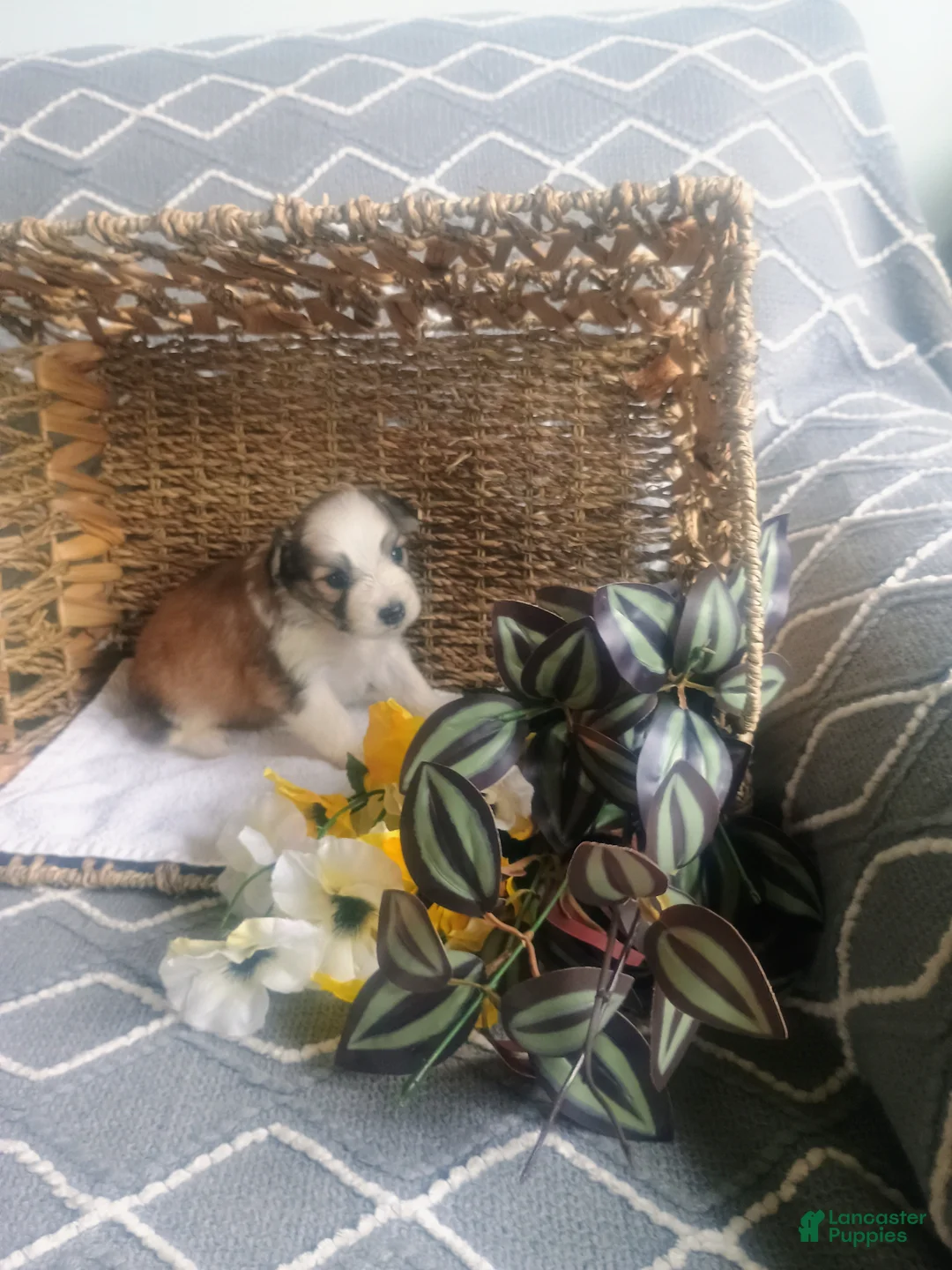 Mixed Breed dogs for sale: Mixed Breed Puppy 2 - Ad 5