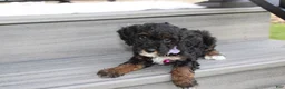 Miniature Poodle dogs for sale: Amber  - Ad 19