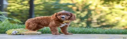 Cavapoo dogs for sale: Blake - Ad 5