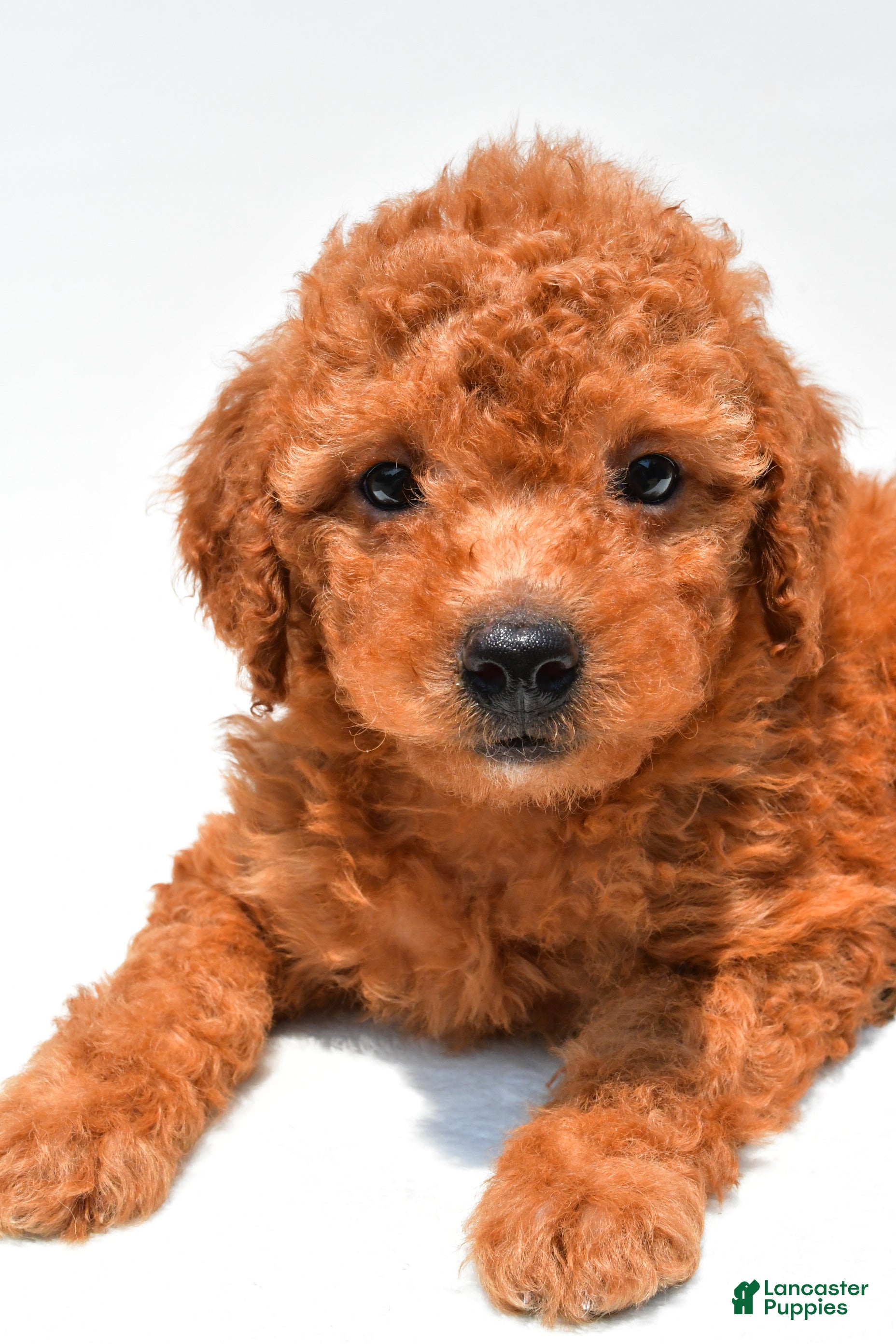 Mini Goldendoodle dogs Navy  - Ad 2