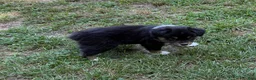 Australian Shepherd dogs for sale:  Bruno - Ad 7