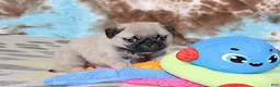 Pug dogs for sale: Monty - Ad 4