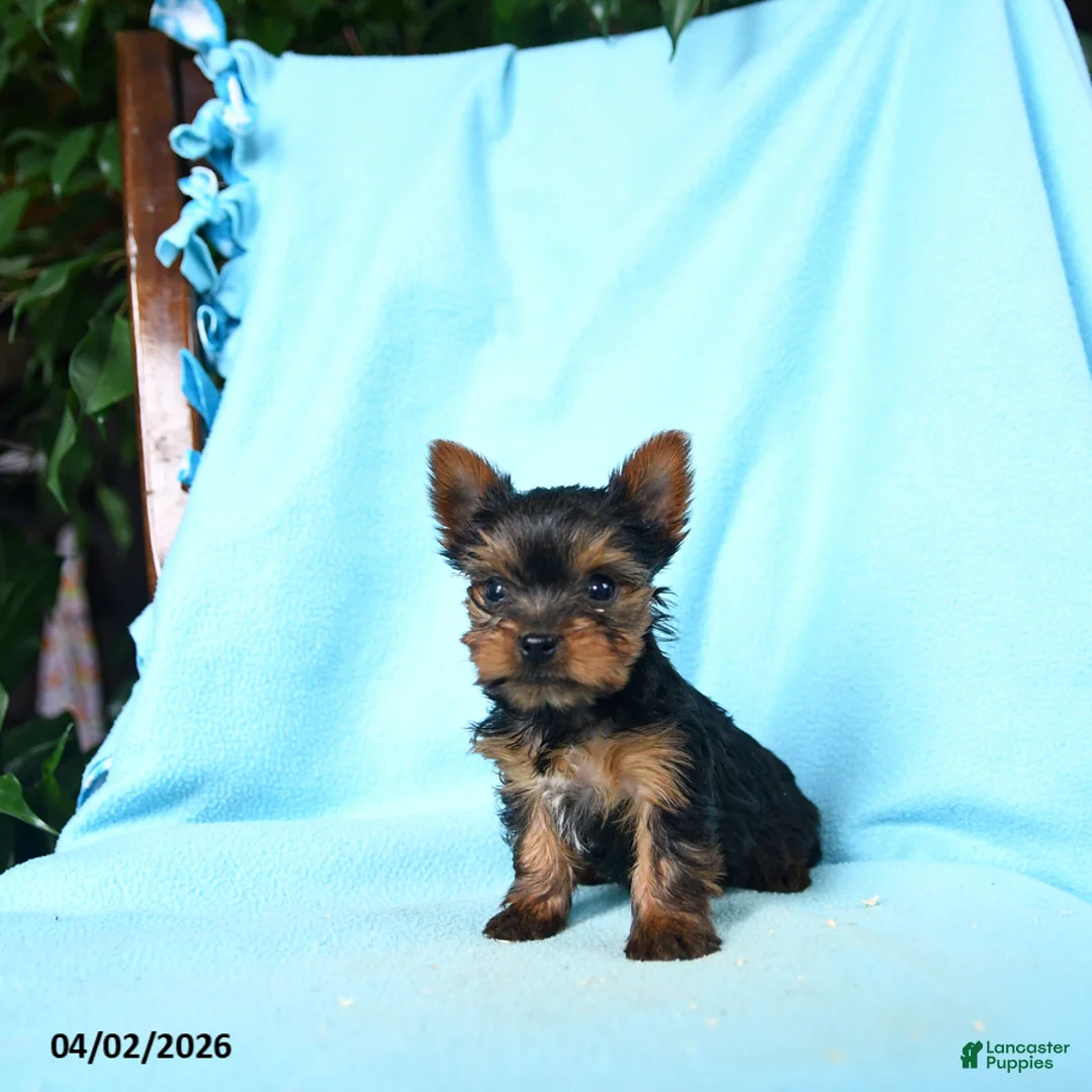 Yorkshire Terrier dogs for sale: Ginger - Ad 1