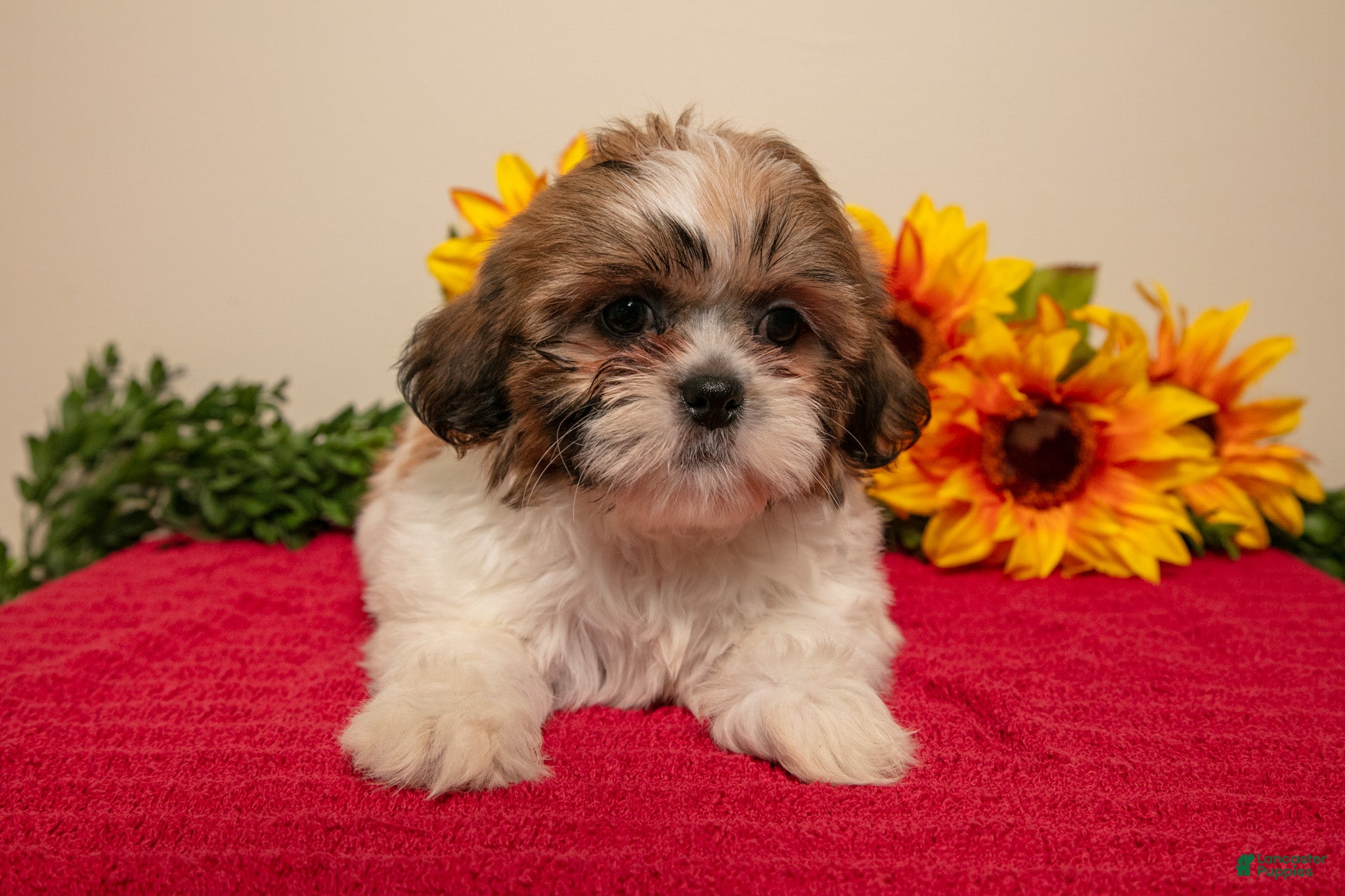 Shih Tzu dogs Marcie - Ad 2