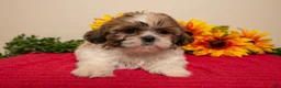 Shih Tzu dogs for sale: Marcie - Ad 2