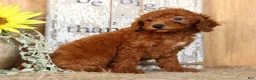 Miniature Poodle dogs for sale: Nova - Ad 4