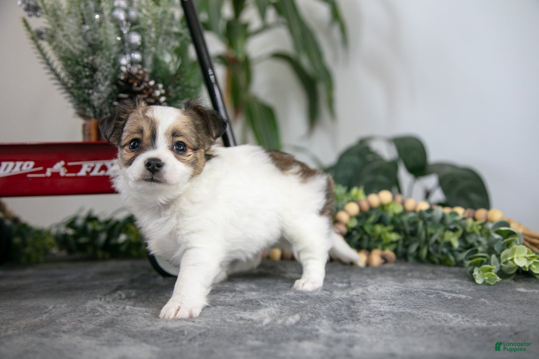 Chihuahua dogs for sale: Louie - Ad 2