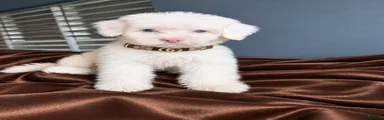 Casper
