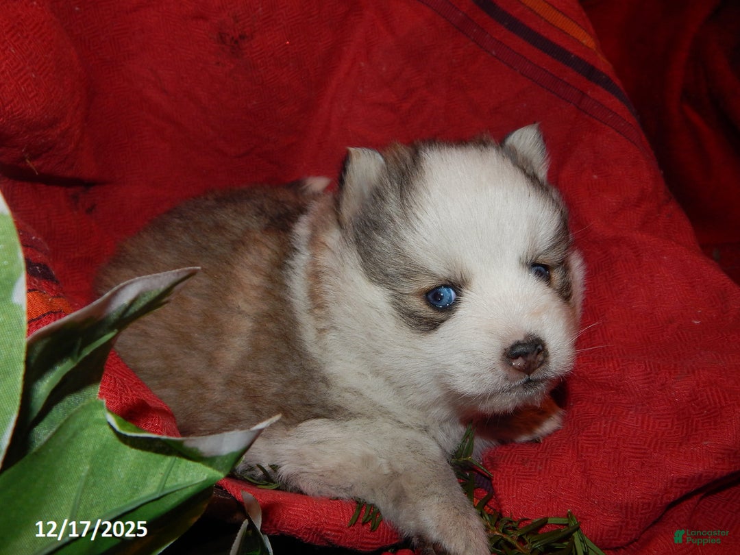 Pomsky dogs for sale: Cameron - Ad 2