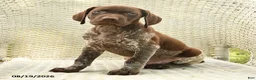 German Shorthaired Pointer dogs for sale: Hunter - Ad 3