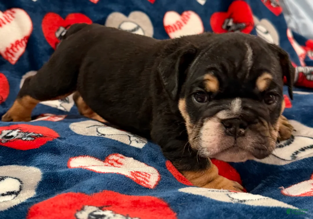 English Bulldog dogs for sale: English Bulldog 1 - Ad 1