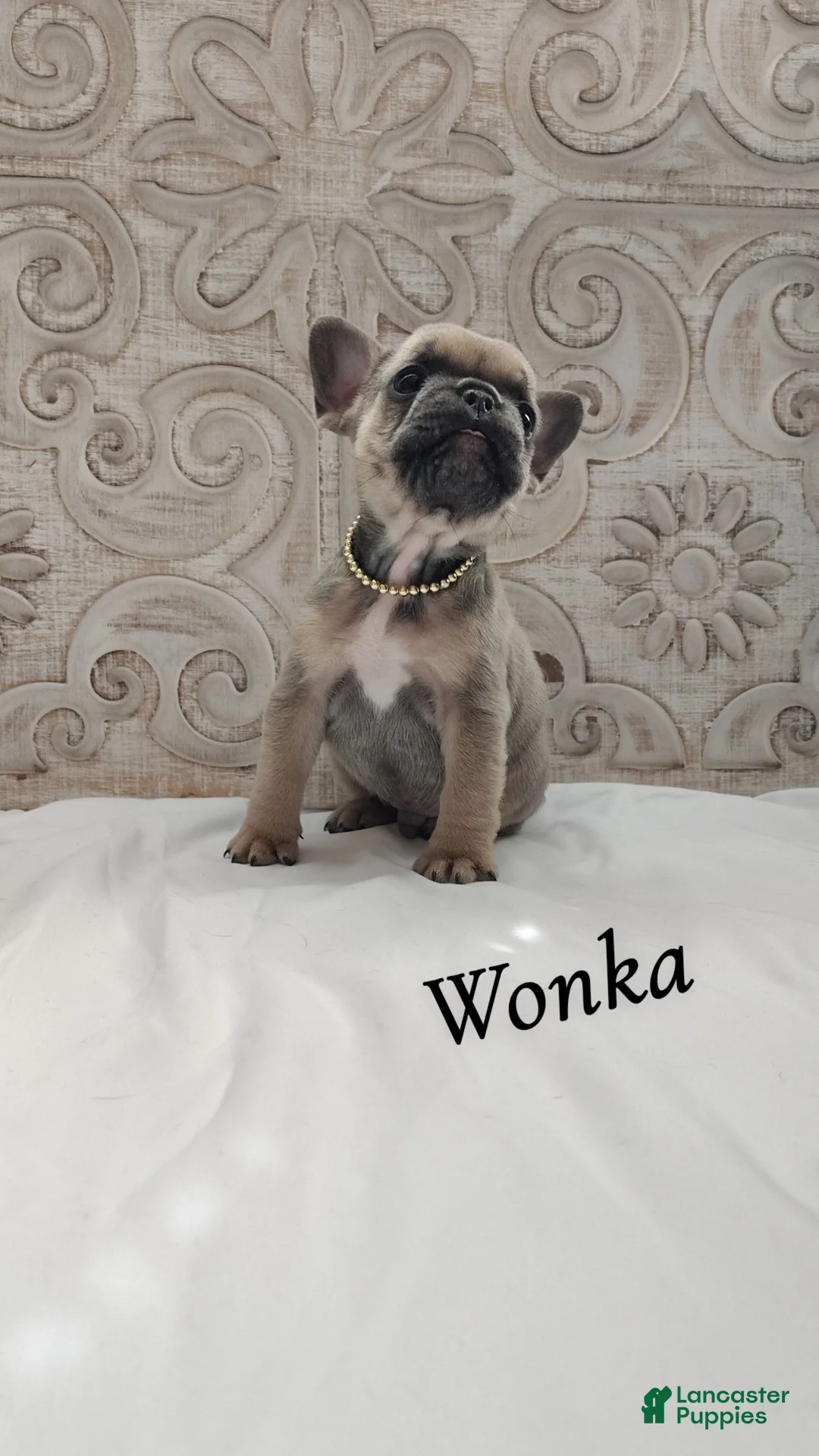 French Bulldog dogs for sale: Wonka - Ad 2