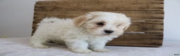 Maltipoo dogs for sale: Kooper - Ad 2