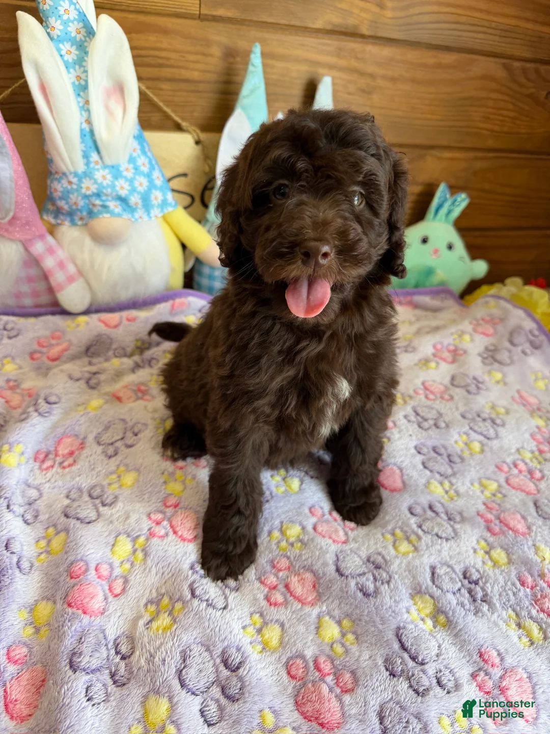 Mini Goldendoodle dogs for sale: Eva - Ad 5