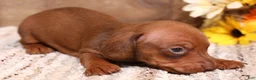 Miniature Dachshund dogs for sale: Blaze if a red smooth male - Ad 3