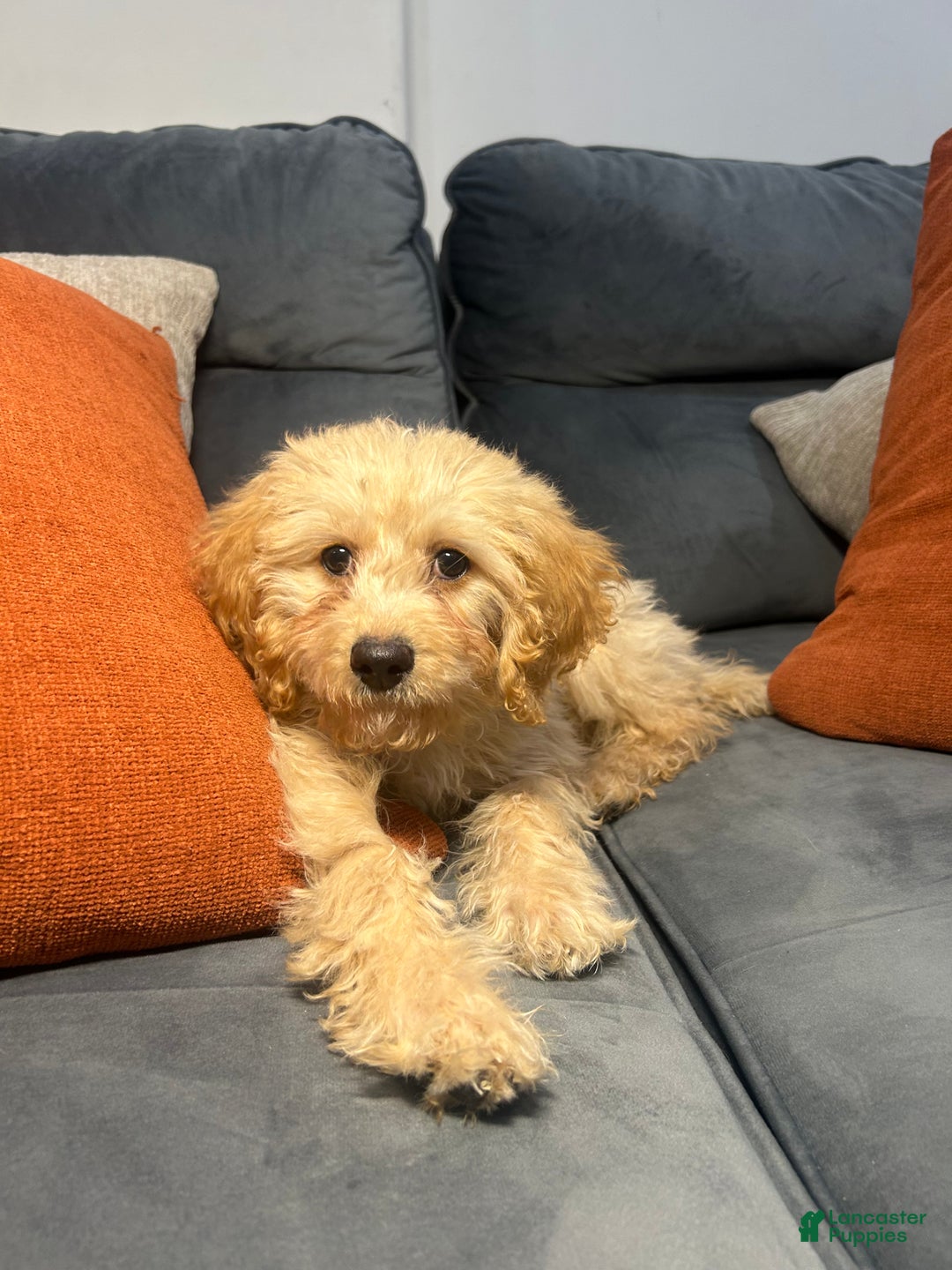 Cavapoo dogs for sale: Kela  - Ad 4