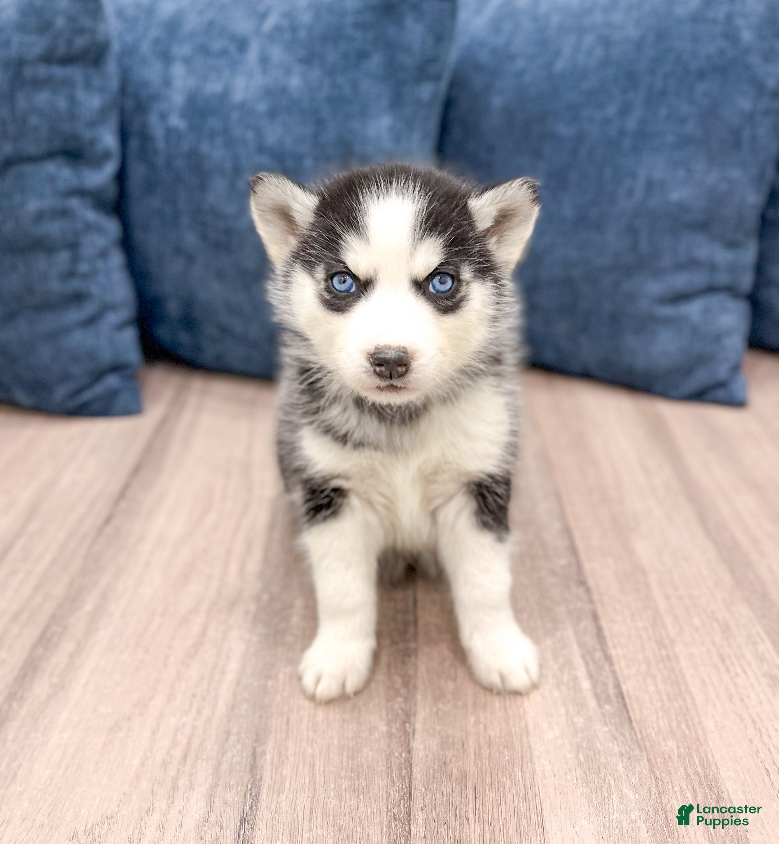 Siberian Husky dogs for sale: Kiana - Ad 2