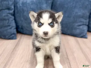 Siberian Husky dogs for sale: Kiana - Ad 2