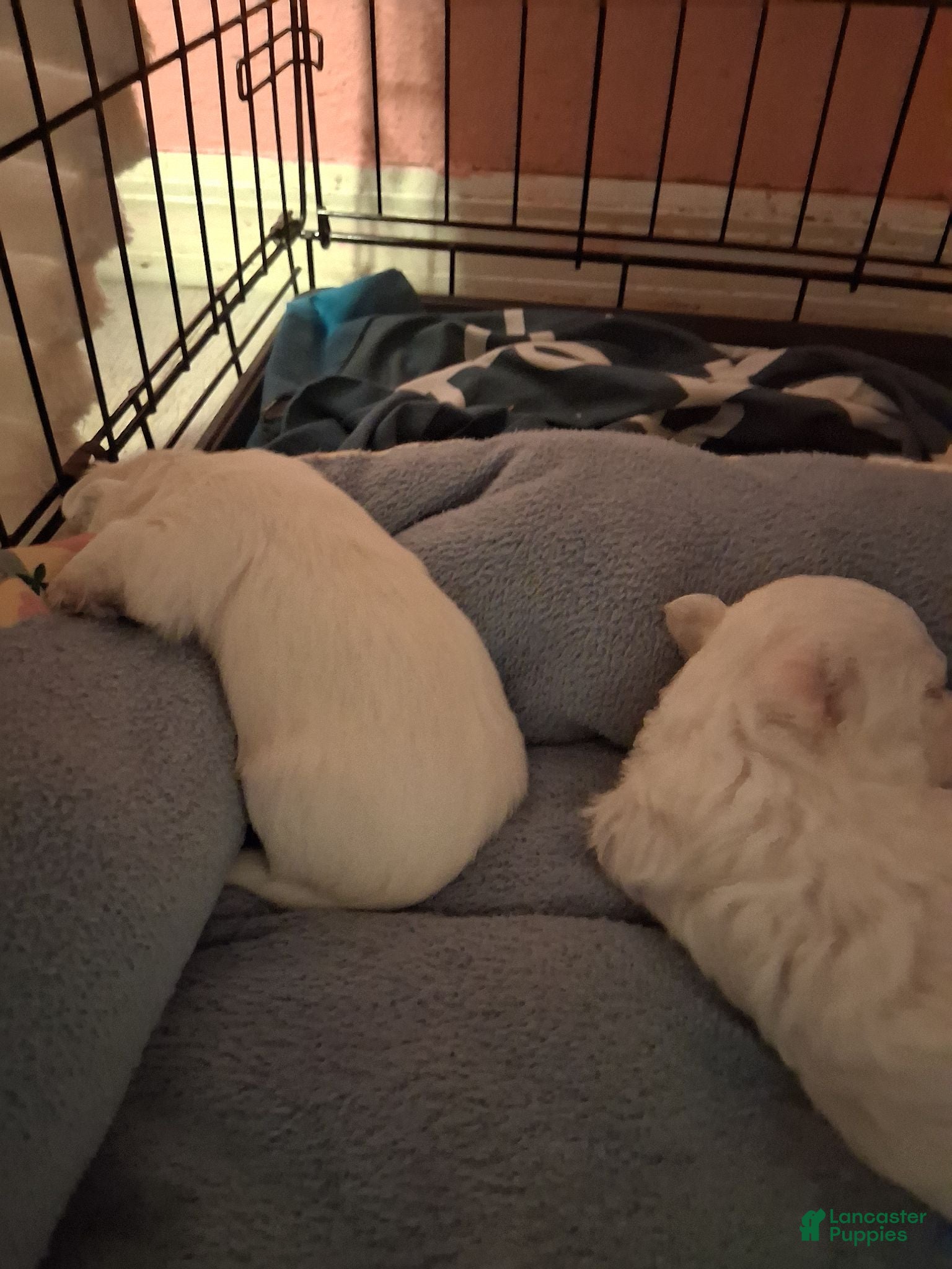 Maltese dogs for sale: Maltese 2 - Ad 1