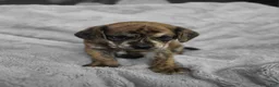 Puggle dogs for sale: Theo - Ad 5