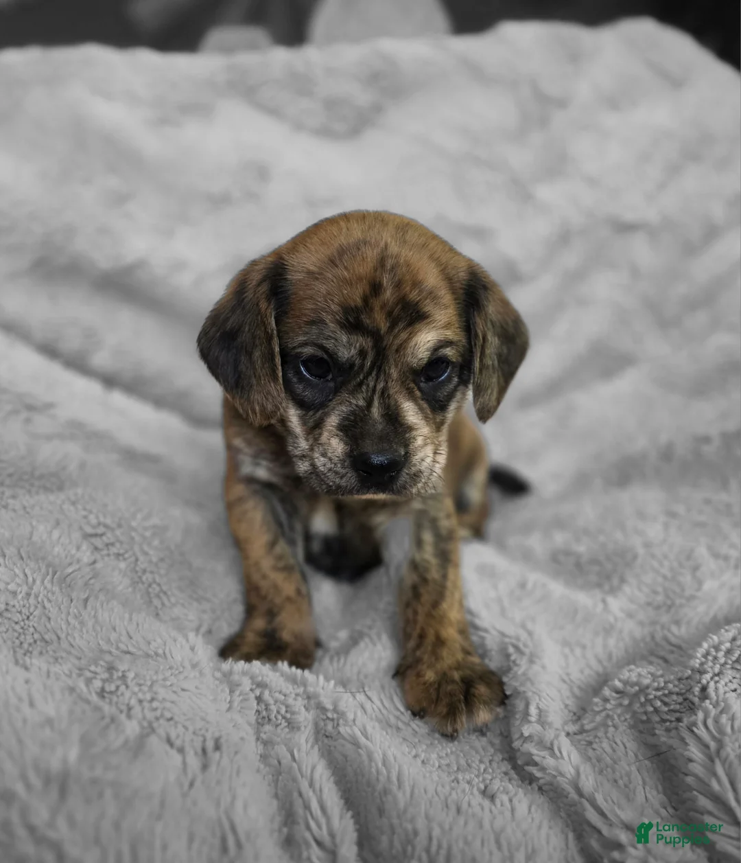 Puggle dogs for sale: Theo - Ad 5
