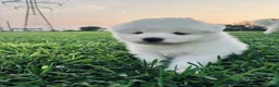 Samoyed dogs for sale: Finn - Ad 8