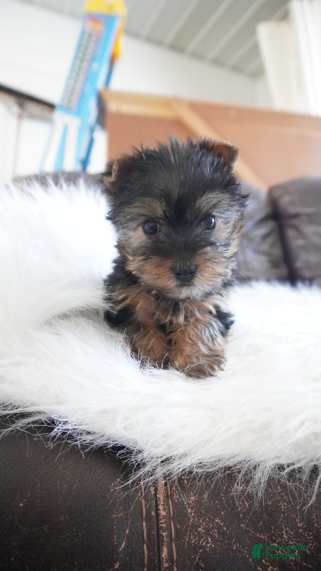 Yorkshire Terrier dogs for sale: Yorkshire Terrier Puppy 1 - Ad 1