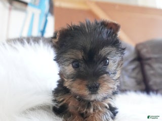 Yorkshire Terrier dogs Yorkshire Terrier Puppy 1 - Ad 1
