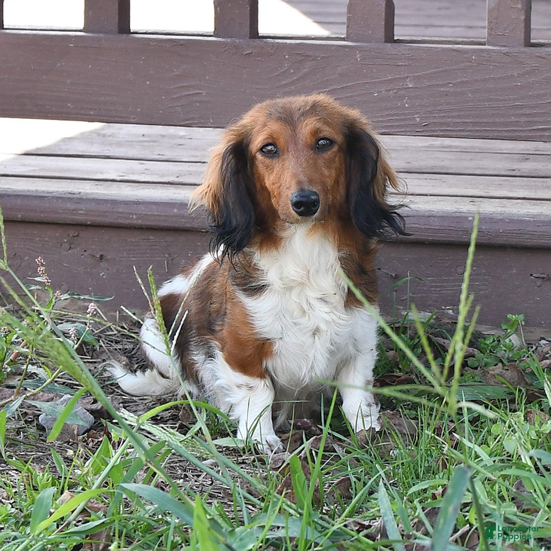 Mixed Breed dogs for sale: Rosie - Ad 4