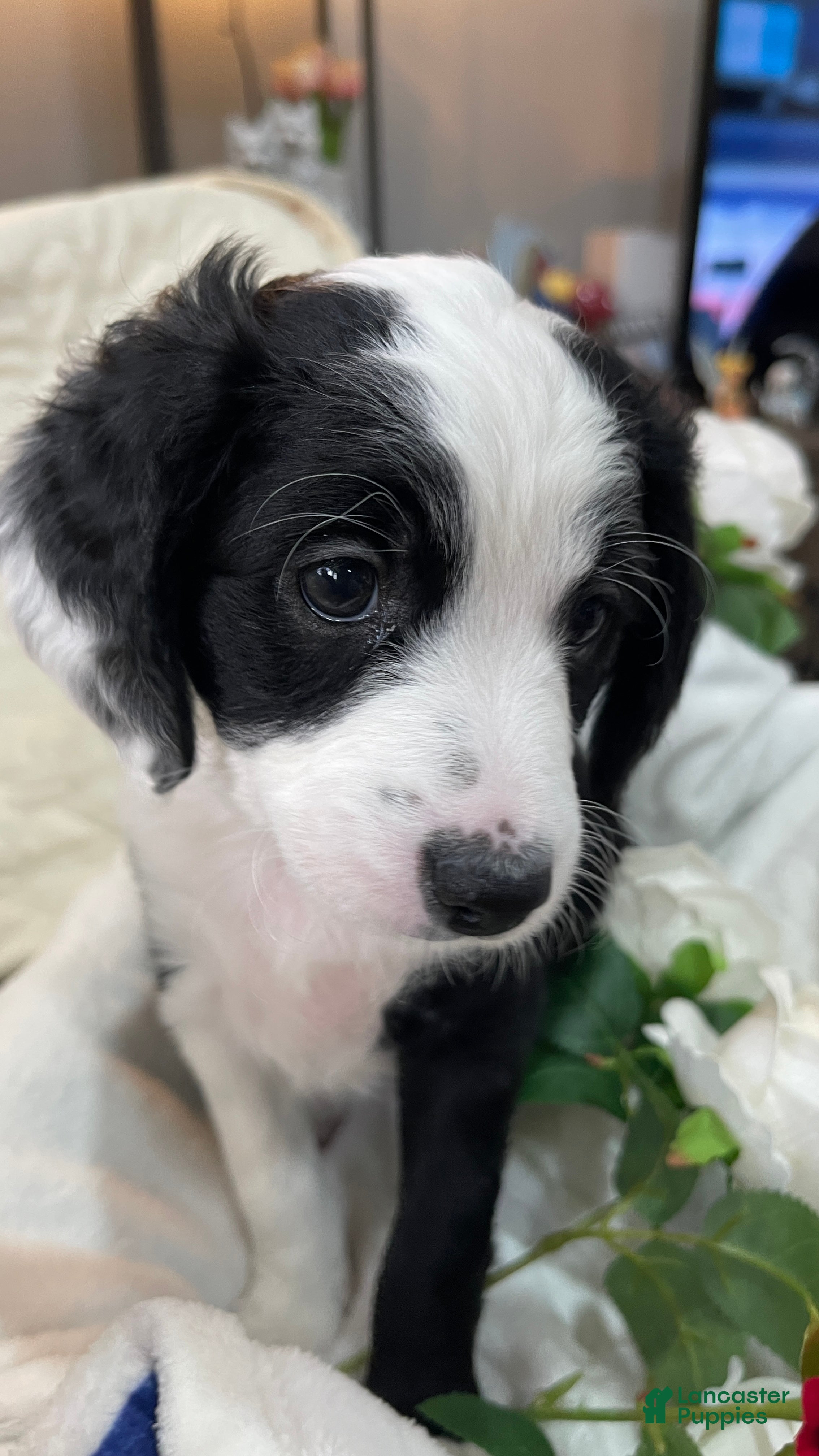 Aussiedoodle dogs Joy - Ad 1
