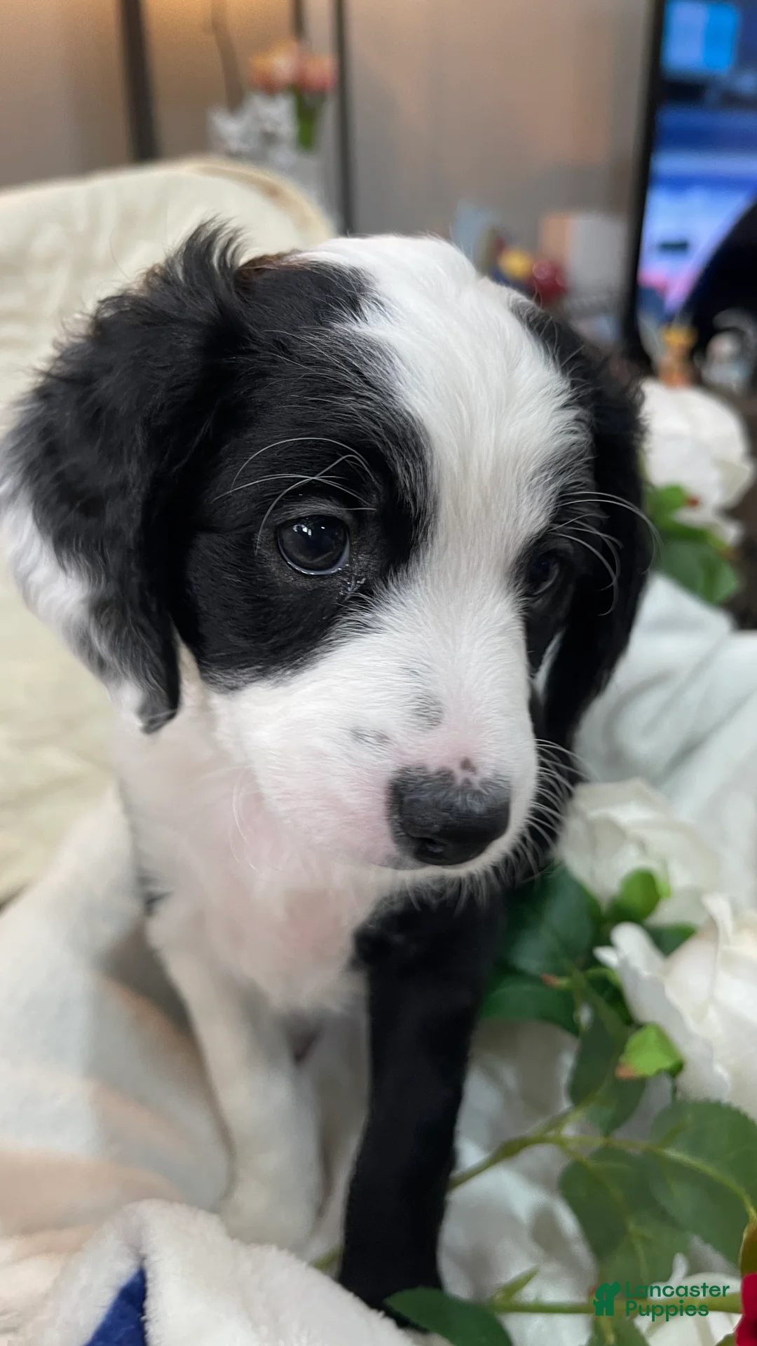 Aussiedoodle dogs for sale: Joy - Ad 1