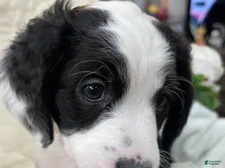 Aussiedoodle dogs for sale: Joy - Ad 2