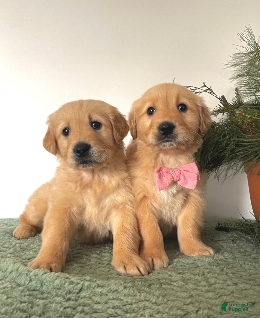 Golden Retriever dogs for sale: Bella - Ad 7