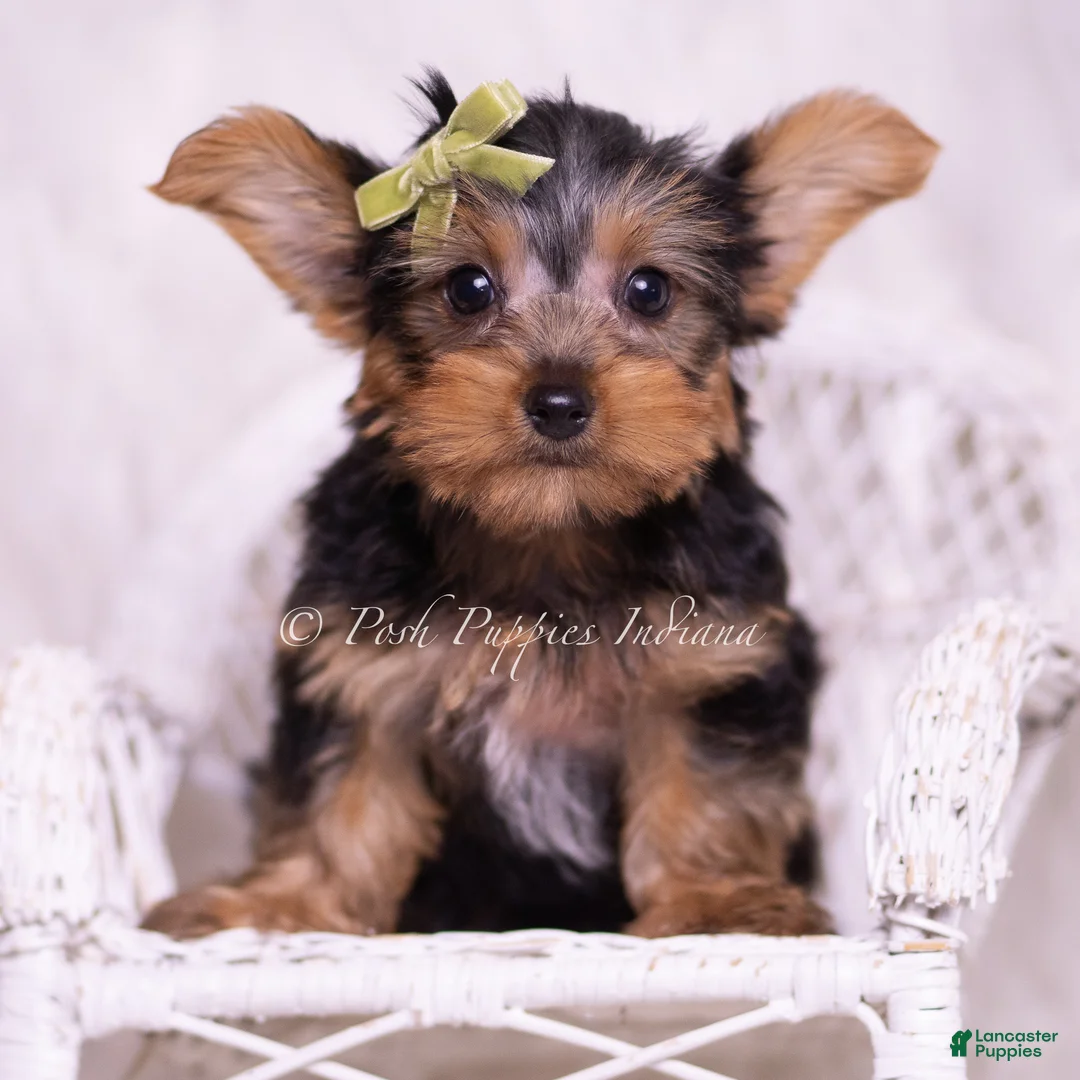 Yorkshire Terrier dogs for sale: Skittles - Ad 2