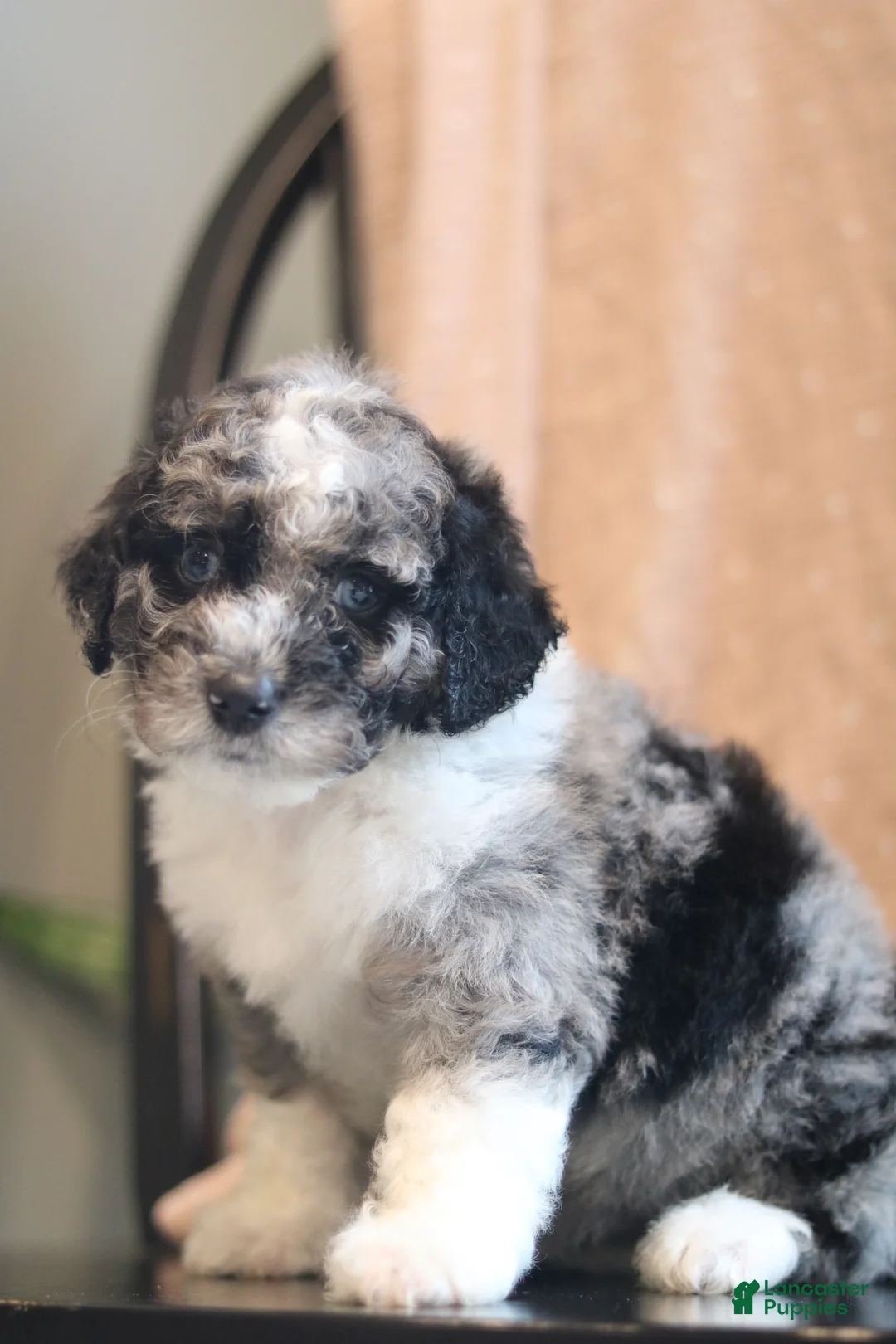 Mini Bernedoodle dogs for sale: Goldie - Ad 1
