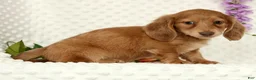 Miniature Dachshund dogs for sale: Wilmer - Ad 9
