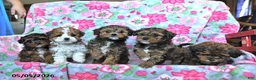 Havapoo dogs for sale: Hunter - Ad 3