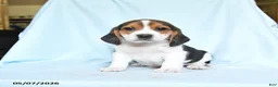 Beagle dogs for sale: Henry - Ad 1