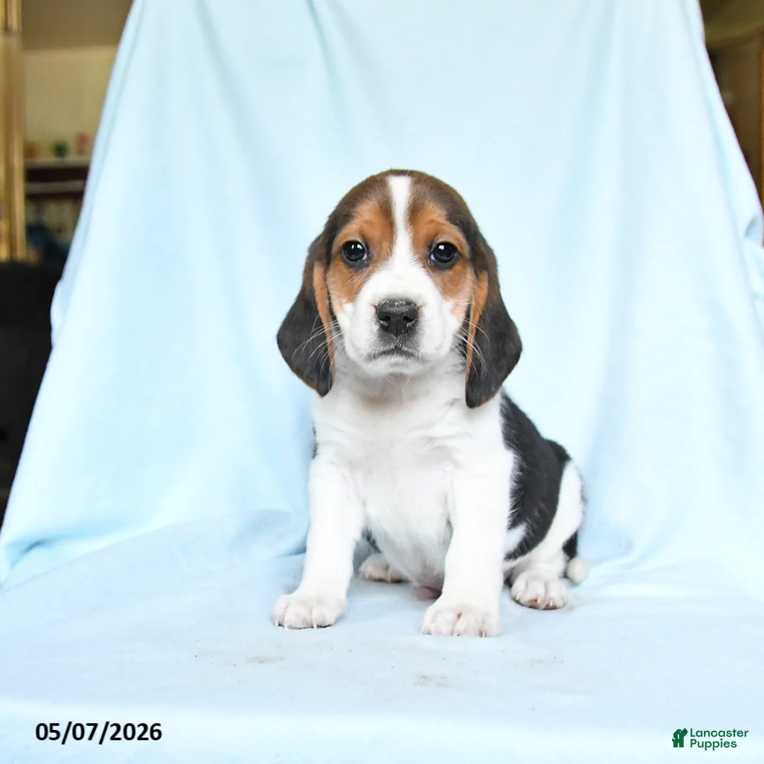 Beagle dogs for sale: Henry - Ad 1