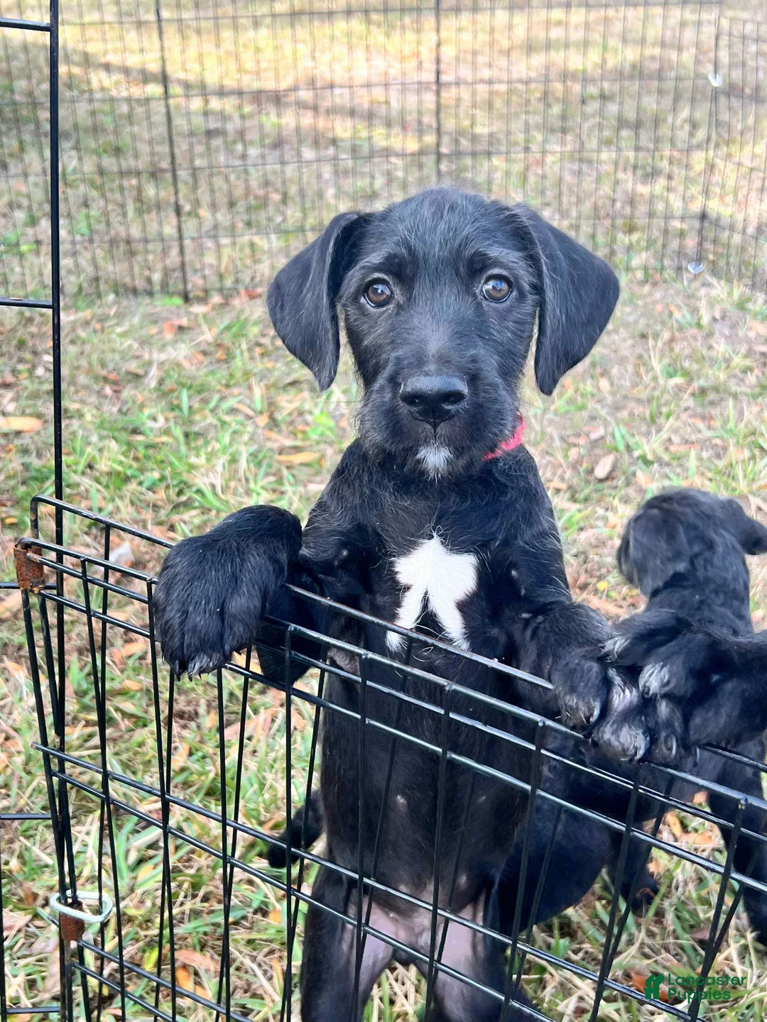 Mixed Breed dogs for sale: Marshall - Ad 1