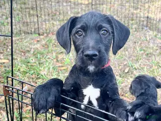 Mixed Breed dogs for sale: Marshall - Ad 2