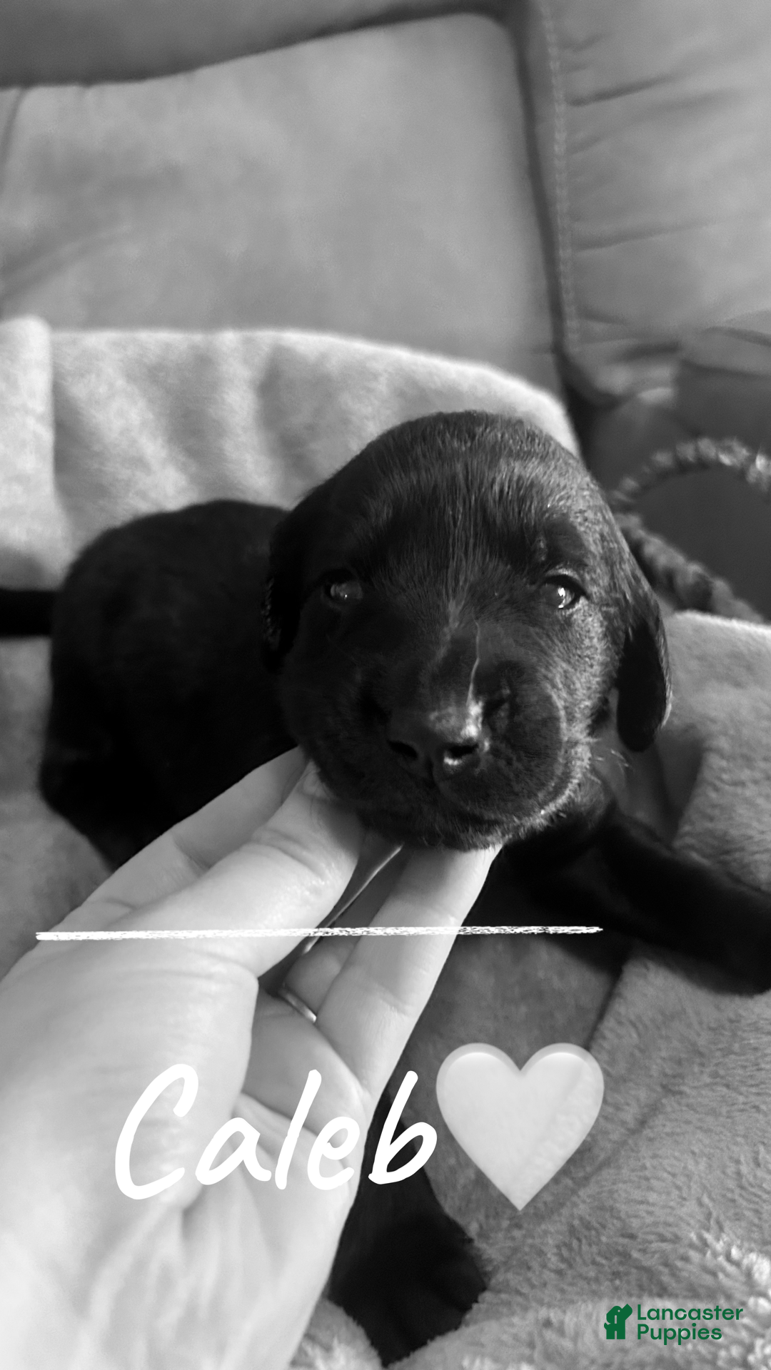 Mixed Breed dogs Golden Labradoodle Puppy 5 - Ad 22