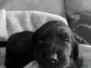 Mixed Breed dogs Golden Labradoodle Puppy 5 - Ad 22