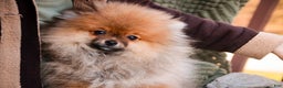 Pomeranian dogs for sale: Peyton - Ad 4