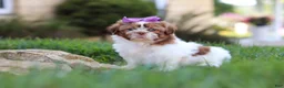 Shih Tzu dogs for sale: Honey - Ad 3