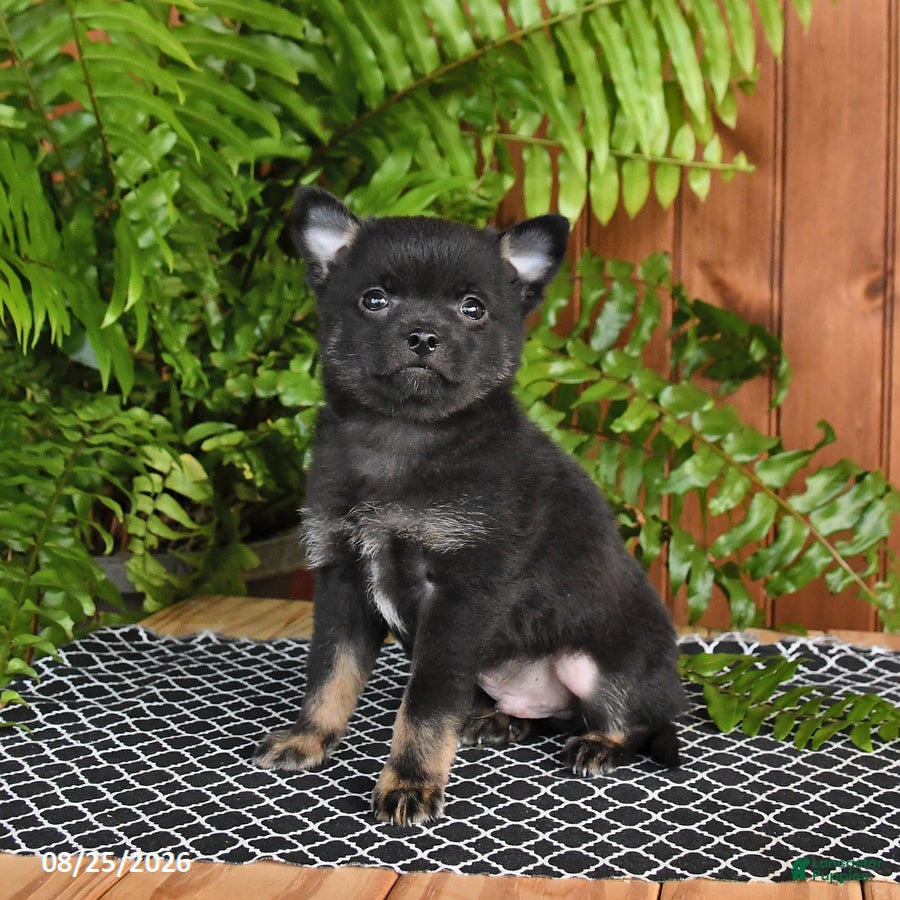 Mixed Breed dogs Pepper - Ad 1
