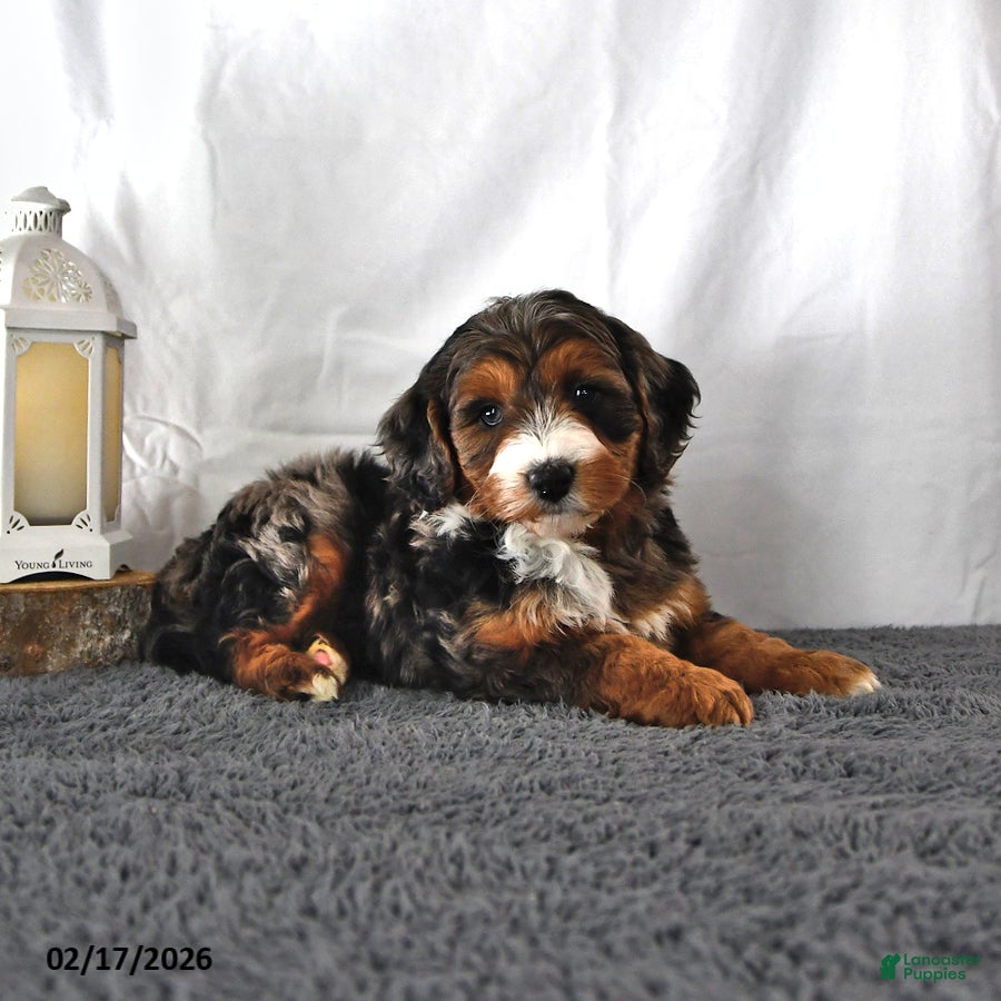 Mini Aussiedoodle dogs Lance  - Ad 1